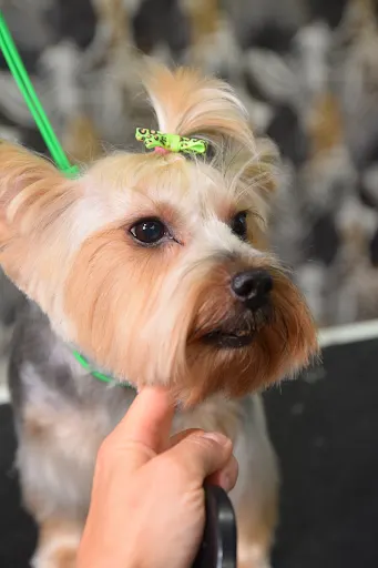 Gang Teriera salon pielęgnacji zwierząt